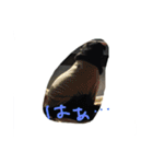 pug Qoo3（個別スタンプ：20）
