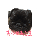 pug Qoo3（個別スタンプ：22）