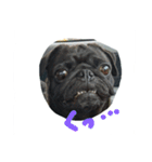 pug Qoo3（個別スタンプ：23）
