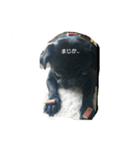 pug Qoo3（個別スタンプ：24）