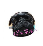 pug Qoo3（個別スタンプ：25）