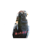 pug Qoo3（個別スタンプ：26）
