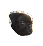pug Qoo3（個別スタンプ：28）