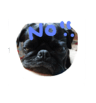 pug Qoo3（個別スタンプ：29）