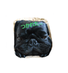 pug Qoo3（個別スタンプ：30）