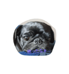 pug Qoo3（個別スタンプ：34）