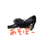 pug Qoo3（個別スタンプ：35）