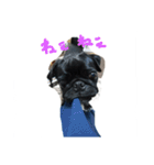 pug Qoo3（個別スタンプ：39）