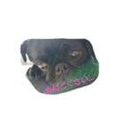 pug Qoo3（個別スタンプ：40）