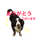 我が家の大河さん（個別スタンプ：3）