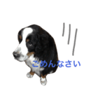 我が家の大河さん（個別スタンプ：4）