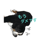 我が家の大河さん（個別スタンプ：5）