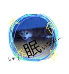 shunchan！！（個別スタンプ：2）