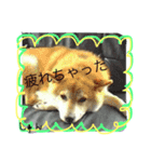 shunchan！！（個別スタンプ：5）