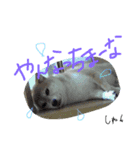 shunchan！！（個別スタンプ：7）
