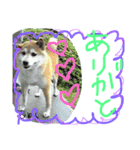 shunchan！！（個別スタンプ：8）