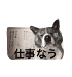 秋田犬花-1.5（個別スタンプ：6）