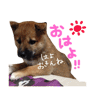鹿児島犬。コロ（個別スタンプ：1）