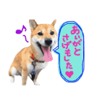 鹿児島犬。コロ（個別スタンプ：2）