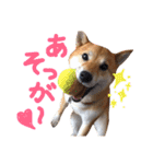 鹿児島犬。コロ（個別スタンプ：3）