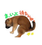 鹿児島犬。コロ（個別スタンプ：4）