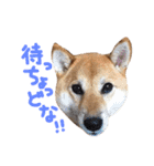鹿児島犬。コロ（個別スタンプ：5）