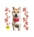 鹿児島犬。コロ（個別スタンプ：6）