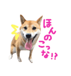 鹿児島犬。コロ（個別スタンプ：7）