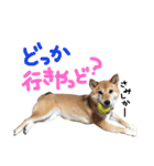 鹿児島犬。コロ（個別スタンプ：8）