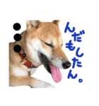 鹿児島犬。コロ（個別スタンプ：9）