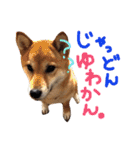 鹿児島犬。コロ（個別スタンプ：10）