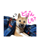 鹿児島犬。コロ（個別スタンプ：11）