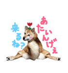 鹿児島犬。コロ（個別スタンプ：12）
