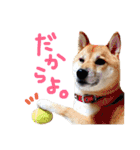 鹿児島犬。コロ（個別スタンプ：13）