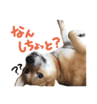 鹿児島犬。コロ（個別スタンプ：14）