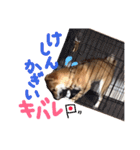 鹿児島犬。コロ（個別スタンプ：15）