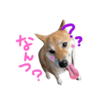 鹿児島犬。コロ（個別スタンプ：16）