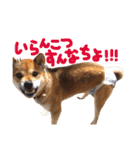 鹿児島犬。コロ（個別スタンプ：18）
