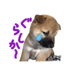 鹿児島犬。コロ（個別スタンプ：20）