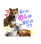 鹿児島犬。コロ（個別スタンプ：21）