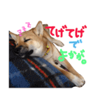 鹿児島犬。コロ（個別スタンプ：22）