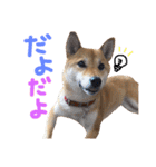 鹿児島犬。コロ（個別スタンプ：23）