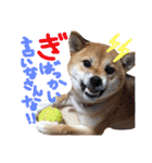 鹿児島犬。コロ（個別スタンプ：24）