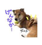 鹿児島犬。コロ（個別スタンプ：25）