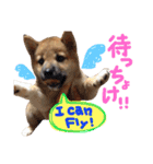 鹿児島犬。コロ（個別スタンプ：26）