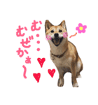 鹿児島犬。コロ（個別スタンプ：27）