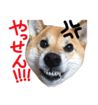 鹿児島犬。コロ（個別スタンプ：28）