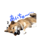 鹿児島犬。コロ（個別スタンプ：29）