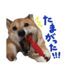 鹿児島犬。コロ（個別スタンプ：30）