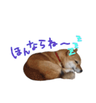 鹿児島犬。コロ（個別スタンプ：32）